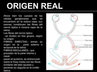 ORIGEN REAL
Ahora bien los cuerpos de las
células ganglionares que se
encuentran en la octava capa; sus
axones, constituyen las fibras del
nervio óptico ó novena capa de la
retina.
Las fibras del nervio óptico
, se dividen en tres grupos, según
su origen:
FIBRAS DIRECTAS.- toman su
origen en la       parte externa o
temporal de la retina.
FIBRAS MACULARES.- que
proceden de la parte interna o
nasal,
pasan el quiasma, se entrecruzan
sobre la línea media con las fibras
similares del lado opuesto y
penetran en seguida en la cintilla
óptica.
 