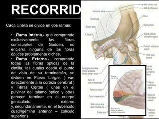 RECORRIDO
Cada cintilla se divide en dos ramas:

  • Rama Interna.- que comprende
  exclusivamente        las     fibras
  comisurales de Gudden; no
  encierra ninguna de las fibras
  ópticas propiamente dichas,
  • Rama Externa.- comprende
  todas las fibras ópticas de la
  cintilla, las cuales desde el punto
  de vista de su terminación, se
  dividen en Fibras Largas ( van
  directamente a la corteza cerebral )
  y Fibras Cortas ( unas en el
  pulvinar del tálamo óptico y otras
  parecen terminar en el cuerpo
  geniculado                  externo
  y, secundariamente, en el tubérculo
  cuadrigémino anterior – colículo
  superior )
 