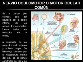 NERVIO OCULOMOTOR O MOTOR OCULAR
             COMÚN
Es     el  tercer  par
craneal,    sale   del
neuroeje por el borde
interno      de    los
pedúnculos cerebrales;
inerva    todos    los
músculos       de   la
órbita,

a excepción de los
músculos recto externo
y oblicuo mayor. Se
distribuye también por
la musculatura interna
del ojo, es el nervio
constrictor del iris y de
 
