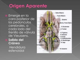  Emerge en la
  cara posterior de
  los pedúnculos
  cerebrales, a
  cada lado del
  frenillo de válvula
  de Vieussens.
 Salida del
  Cráneo
   Hendidura
  esfenoidal
 