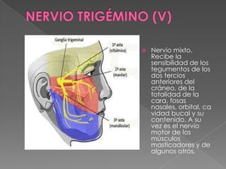    Nervio mixto.
    Recibe la
    sensibilidad de los
    tegumentos de los
    dos tercios
    anteriores del
    cráneo, de la
    totalidad de la
    cara, fosas
    nasales, orbital, ca
    vidad bucal y su
    contenido. A su
    vez es el nervio
    motor de los
    músculos
    masticadores y de
    algunos otros.
 