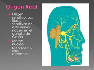    Origen
    sensitivo: Las
    fibras
    sensitivas de
    este nervio
    nacen en el
    ganglio de
    Gasser.
   Motor:
    nucleo
    principal, nu
    cleo
    accesorio.
 