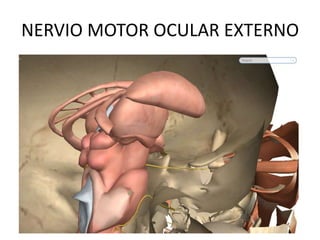 NERVIO MOTOR OCULAR EXTERNO
 