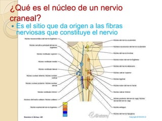 ¿Qué es el núcleo de un nervio
craneal?
   Es el sitio que da origen a las fibras
    nerviosas que constituye el nervio
 