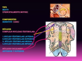 Tipo
Mixto
(principalmente motor)


Componentes
Sensitivo (ASE)


Núcleos
Complejo nuclear vestibular:

1.Nucleo vestibular lateral
2.Nucleo vestibular superior
3. Núcleo vestibular medial
4.Nucleo vestibular inferior

Núcleos cocleares:
anterior y superior
 