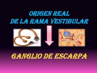 ORIGEN REAL
DE LA RAMA VESTIBULAR
 