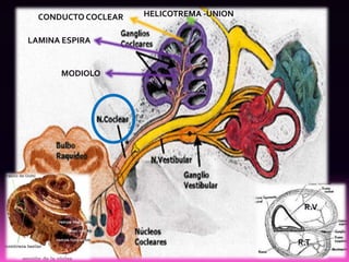 CONDUCTO COCLEAR   HELICOTREMA -UNION


LAMINA ESPIRA


      MODIOLO




                                           R.V



                                          R.T
 