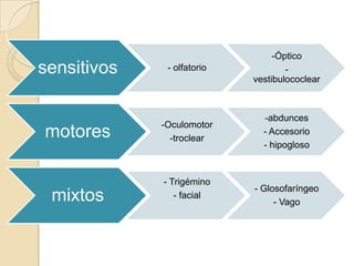 -Óptico
sensitivos    - olfatorio           -
                            vestibulococlear



                              -abdunces
             -Oculomotor
motores        -troclear
                              - Accesorio
                              - hipogloso


             - Trigémino
                            - Glosofaríngeo
 mixtos         - facial
                                 - Vago
 