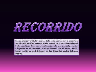 Las porciones vestibular coclear del nervio abandonan la superficie
anterior del encéfalo entre el borde inferior de la protuberancia y el
bulbo raquídeo. Discurren lateralmente en la fosa craneal posterior
e ingresan en el conducto auditivo interno con el nervio facial.
Luego las fibras se distribuyen en las diferentes partes del oído
interno.
 