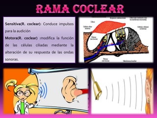 Sensitiva(R. coclear): Conduce impulsos
para la audición
Motora(R. coclear) :modifica la función
de las células ciliadas mediante la
alteración de su respuesta de las ondas
sonoras.
 