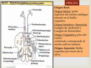 ORIGEN
Origen Real:
Origen Motor: parte
superior del núcleo ambiguo
situado en el bulbo
raquídeo.
Origen Sensitivo –Sensorial:
Ganglio de Andersch y
Ganglio de Ehrenritter.
Origen Vegetativo: piso del
cuarto
ventrículo, corresponde al
núcleo salivar inferior.
Origen Aparente: Bulbo
raquídeo por fuera de la
oliva.
 