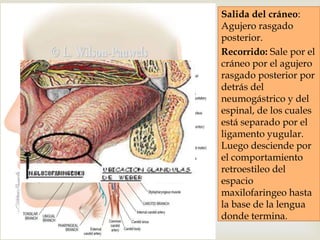 Salida del cráneo:
Agujero rasgado
posterior.
Recorrido: Sale por el
cráneo por el agujero
rasgado posterior por
detrás del
neumogástrico y del
espinal, de los cuales
está separado por el
ligamento yugular.
Luego desciende por
el comportamiento
retroestileo del
espacio
maxilofaringeo hasta
la base de la lengua
donde termina.
 
