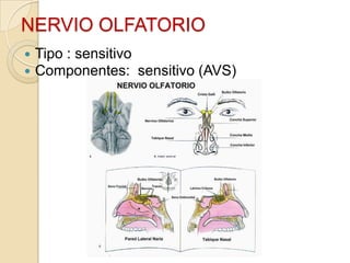 NERVIO OLFATORIO
   Tipo : sensitivo
   Componentes: sensitivo (AVS)
 