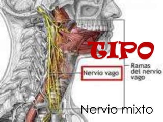 TIPO

Nervio mixto
 