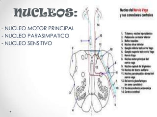 NUCLEOS:
- NUCLEO MOTOR PRINCIPAL
- NUCLEO PARASIMPATICO
- NUCLEO SENSITIVO
 