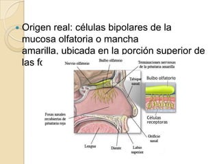    Origen real: células bipolares de la
    mucosa olfatoria o mancha
    amarilla, ubicada en la porción superior de
    las fosas nasales
 