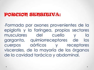 PORCION SENSITIVA:

-Formada   por axones provenientes de la
epiglotis y la faríngea, propios sectores
musculares      del     cuello    y    la
garganta, quimiorreceptores de los
cuerpos      aórticos    y     receptores
viscerales, de la mayoría de los órganos
de la cavidad torácica y abdominal.
 