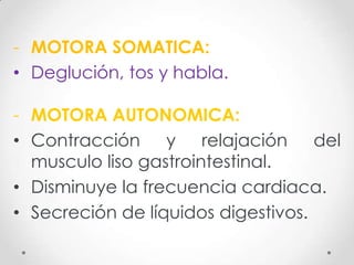 - MOTORA SOMATICA:
• Deglución, tos y habla.

- MOTORA AUTONOMICA:
• Contracción y relajación del
  musculo liso gastrointestinal.
• Disminuye la frecuencia cardiaca.
• Secreción de líquidos digestivos.
 