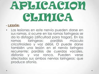 APLICACION
   CLINICA
- Lesión:
• Las lesiones en este nervio pueden darse en
    sus ramas, si ocurre en las ramas faríngeas se
    da la disfagia (dificultad para tragar). En las
    ramas      laríngeas:     parálisis   músculo
    cricotiroideo y voz débil. O puede darse
    también una lesión en el nervio laríngeo
    recurrente: parálisis de cuerdas vocales,
    disfonía y voz ronca. Pueden verse
    afectados sus ambos nervios laríngeos: que
    produce afonía.
 