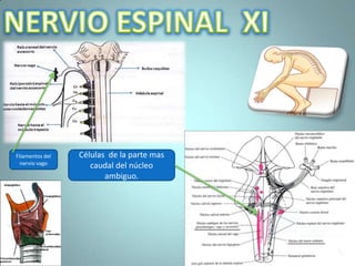Filamentos del   Células de la parte mas
  nervio vago
                    caudal del núcleo
                        ambiguo.
 