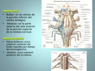 • Bulbar: en las células de
  la porción inferior del
  núcleo ambiguo.
• Medular: en la parte
  externa del asta anterior
  de la porción superior
  de la médula cervical.


• Raíces Bulbares: surco
  colateral posterior del
  bulbo raquídeo por debajo
  del neumogástrico.
• Medular: surco colateral
  posterior del la médula.
 