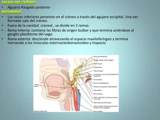 •   Agujero Rasgado posterior

•   Las raíces inferiores penetran en el cráneo a través del agujero occipital. Una vez
    formado sale del cráneo.
•   Fuera de la cavidad craneal , se divide en 2 ramas:
•   Rama Interna: contiene las fibras de origen bulbar y que termina uniéndose al
    ganglio plexiforme del vago.
•   Rama externa: desciende atravesando el espacio maxilofaríngeo y termina
    inervando a los músculos esternocleidomastoideo y trapecio
 