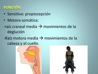 • Sensitiva: propiocepción
• Motora somática:
-raíz craneal media  movimientos de la
  deglución
-Raíz motora media  movimientos de la
  cabeza y el cuello.
 