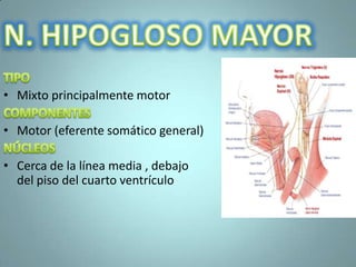 • Mixto principalmente motor

• Motor (eferente somático general)

• Cerca de la línea media , debajo
  del piso del cuarto ventrículo
 
