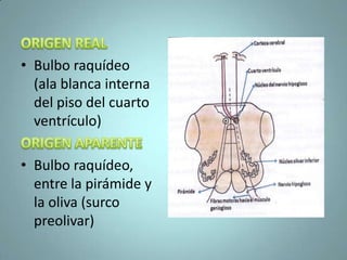 • Bulbo raquídeo
  (ala blanca interna
  del piso del cuarto
  ventrículo)

• Bulbo raquídeo,
  entre la pirámide y
  la oliva (surco
  preolivar)
 