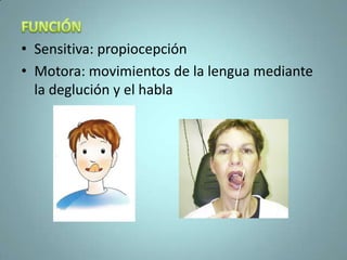 • Sensitiva: propiocepción
• Motora: movimientos de la lengua mediante
  la deglución y el habla
 