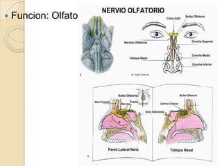    Funcion: Olfato
 