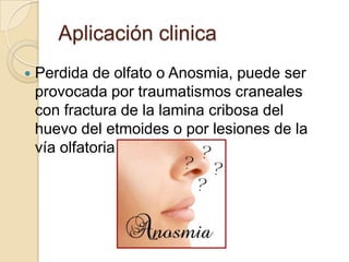 Aplicación clinica
   Perdida de olfato o Anosmia, puede ser
    provocada por traumatismos craneales
    con fractura de la lamina cribosa del
    huevo del etmoides o por lesiones de la
    vía olfatoria
 