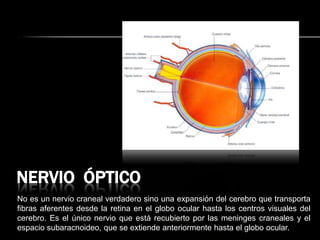 NERVIO ÓPTICO
No es un nervio craneal verdadero sino una expansión del cerebro que transporta
fibras aferentes desde la retina en el globo ocular hasta los centros visuales del
cerebro. Es el único nervio que está recubierto por las meninges craneales y el
espacio subaracnoideo, que se extiende anteriormente hasta el globo ocular.
 