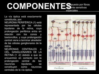 COMPONENTES                        Compuesto por fibras
                                     aferente sensitivas
                                     especiales

La vía óptica está exactamente
constituida, por:
NEURONA PERIFÉRICA (1) está
representada por las células
bipolares de la retina, cuya
prolongación periférica entra en
relación con los conos y
bastoncillos, y cuya prolongación
central viene a terminar alrededor
de las células ganglionares de la
retina.
NEURONAS CENTRALES o
CÉL. GANGLIONARES DE LA
RETINA (1 -2) debido a que se
encuentran en contacto con la
prolongación central de las
neuronas        bipolares,      se
constituyen     como      neuronas
centrales de la vía óptica.
 