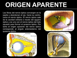 ORIGEN APARENTE
Las fibras del nervio óptico convergen en la
papila y abandonan el ojo, hacia su centro,
como el nervio óptico. El nervio óptico sale
de la cavidad orbitaria a través del agujero
óptico y se une con el nervio óptico del lado
opuesto para formar el quiasma óptico. Por
tanto el origen aparente del nervio óptico
corresponde al ángulo anteroexterno del
quiasma óptico.
 