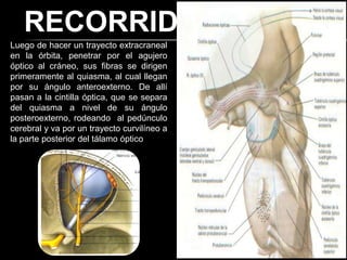 RECORRIDO
Luego de hacer un trayecto extracraneal
en la órbita, penetrar por el agujero
óptico al cráneo, sus fibras se dirigen
primeramente al quiasma, al cual llegan
por su ángulo anteroexterno. De allí
pasan a la cintilla óptica, que se separa
del quiasma a nivel de su ángulo
posteroexterno, rodeando al pedúnculo
cerebral y va por un trayecto curvilíneo a
la parte posterior del tálamo óptico
 