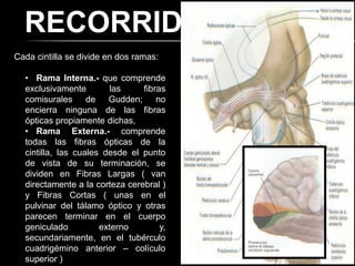 RECORRIDO
Cada cintilla se divide en dos ramas:

  • Rama Interna.- que comprende
  exclusivamente        las     fibras
  comisurales de Gudden; no
  encierra ninguna de las fibras
  ópticas propiamente dichas,
  • Rama Externa.- comprende
  todas las fibras ópticas de la
  cintilla, las cuales desde el punto
  de vista de su terminación, se
  dividen en Fibras Largas ( van
  directamente a la corteza cerebral )
  y Fibras Cortas ( unas en el
  pulvinar del tálamo óptico y otras
  parecen terminar en el cuerpo
  geniculado          externo        y,
  secundariamente, en el tubérculo
  cuadrigémino anterior – colículo
  superior )
 