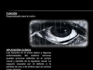 FUNCIÓN
Especializado para la visión.




APLICACIÓN CLÍNICA
Las lesiones en el tracto óptico y algunas
enfermedades del sistema nervioso
pueden provocar defectos en el campo
visual y pérdida de la agudeza visual. La
ceguera causada por el defecto o la
pérdida de uno o de ambos ojos se conoce
 