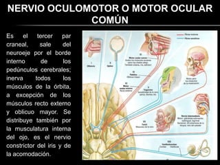 NERVIO OCULOMOTOR O MOTOR OCULAR
             COMÚN
Es     el   tercer    par
craneal,     sale     del
neuroeje por el borde
interno       de       los
pedúnculos cerebrales;
inerva     todos       los
músculos de la órbita,
a excepción de los
músculos recto externo
y oblicuo mayor. Se
distribuye también por
la musculatura interna
del ojo, es el nervio
constrictor del iris y de
la acomodación.
 
