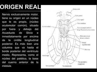 ORIGEN REAL
Nervio exclusivamente motor,
tiene su origen en un núcleo
que le es propio, (núcleo
oculomotor común), situado
por fuera y debajo del
Acueducto     de    Silvio   e
inmediatamente por encima
de la cintilla longitudinal
posterior. Es más bien una
columna que va hasta el
borde posterior del ventrículo
medio. Representa, como el
núcleo del patético, la base
del cuerno anterior de la
médula.
 
