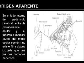 ORIGEN APARENTE

 En el lado interno
 del      pedúnculo
 cerebral, entre la
 protuberancia
 anular      y     el
 tubérculo mamilar
 (surco del motor
 ocular común); no
 existe fibra alguna
 cruzada que una
 los dos cordones
 nerviosos.
 