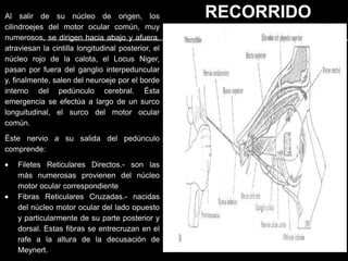 Al salir de su núcleo de origen, los                RECORRIDO
cilindroejes del motor ocular común, muy
numerosos, se dirigen hacia abajo y afuera,
atraviesan la cintilla longitudinal posterior, el
núcleo rojo de la calota, el Locus Niger,
pasan por fuera del ganglio interpeduncular
y, finalmente, salen del neuroeje por el borde
interno del pedúnculo cerebral. Ésta
emergencia se efectúa a largo de un surco
longuitudinal, el surco del motor ocular
común.

Éste nervio a su salida del pedúnculo
comprende:

    Filetes Reticulares Directos.- son las
    más numerosas provienen del núcleo
    motor ocular correspondiente
    Fibras Reticulares Cruzadas.- nacidas
    del núcleo motor ocular del lado opuesto
    y particularmente de su parte posterior y
    dorsal. Estas fibras se entrecruzan en el
    rafe a la altura de la decusación de
    Meynert.
 