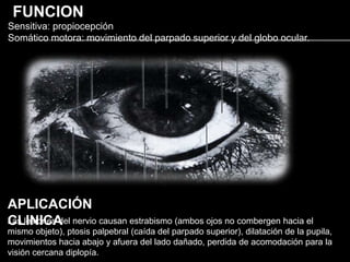 FUNCION
Sensitiva: propiocepción
Somático motora: movimiento del parpado superior y del globo ocular.




APLICACIÓN
CLINICA
Las lesiones del nervio causan estrabismo (ambos ojos no combergen hacia el
mismo objeto), ptosis palpebral (caída del parpado superior), dilatación de la pupila,
movimientos hacia abajo y afuera del lado dañado, perdida de acomodación para la
visión cercana diplopía.
 