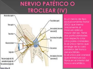 Es un nervio de tipo
exclusivamente motor
(ESG) que inerva
únicamente al
músculo oblicuo
mayor del ojo. Tiene
dos particularidades
con respecto a los
otros pares craneales:
Es el único nervio que
emerge de la cara
posterior del tronco
del encféfalo.
Es el único par craneal
que entrecruza sus
fibras en el interior del
tronco encefálico.
 