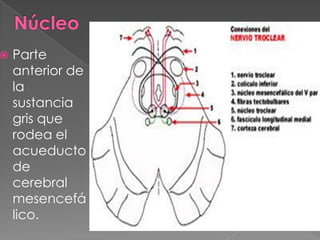    Parte
    anterior de
    la
    sustancia
    gris que
    rodea el
    acueducto
    de
    cerebral
    mesencefá
    lico.
 