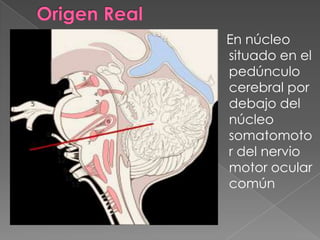 En núcleo
situado en el
pedúnculo
cerebral por
debajo del
núcleo
somatomoto
r del nervio
motor ocular
común
 