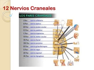 12 Nervios Craneales
 