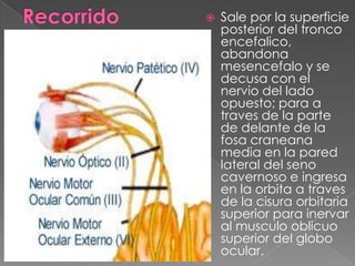    Sale por la superficie
    posterior del tronco
    encefalico,
    abandona
    mesencefalo y se
    decusa con el
    nervio del lado
    opuesto; para a
    traves de la parte
    de delante de la
    fosa craneana
    media en la pared
    lateral del seno
    cavernoso e ingresa
    en la orbita a traves
    de la cisura orbitaria
    superior para inervar
    al musculo oblicuo
    superior del globo
    ocular.
 