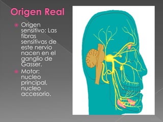    Origen
    sensitivo: Las
    fibras
    sensitivas de
    este nervio
    nacen en el
    ganglio de
    Gasser.
   Motor:
    nucleo
    principal,
    nucleo
    accesorio.
 