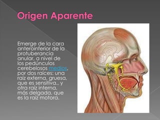 Emerge de la cara
anteroinferior de la
protuberancia
anular, a nivel de
los pedúnculos
cerebelosos medios,
por dos raíces: una
raíz externa, gruesa,
que es sensitiva., y
otra raíz interna,
más delgada, que
es la raíz motora.
 